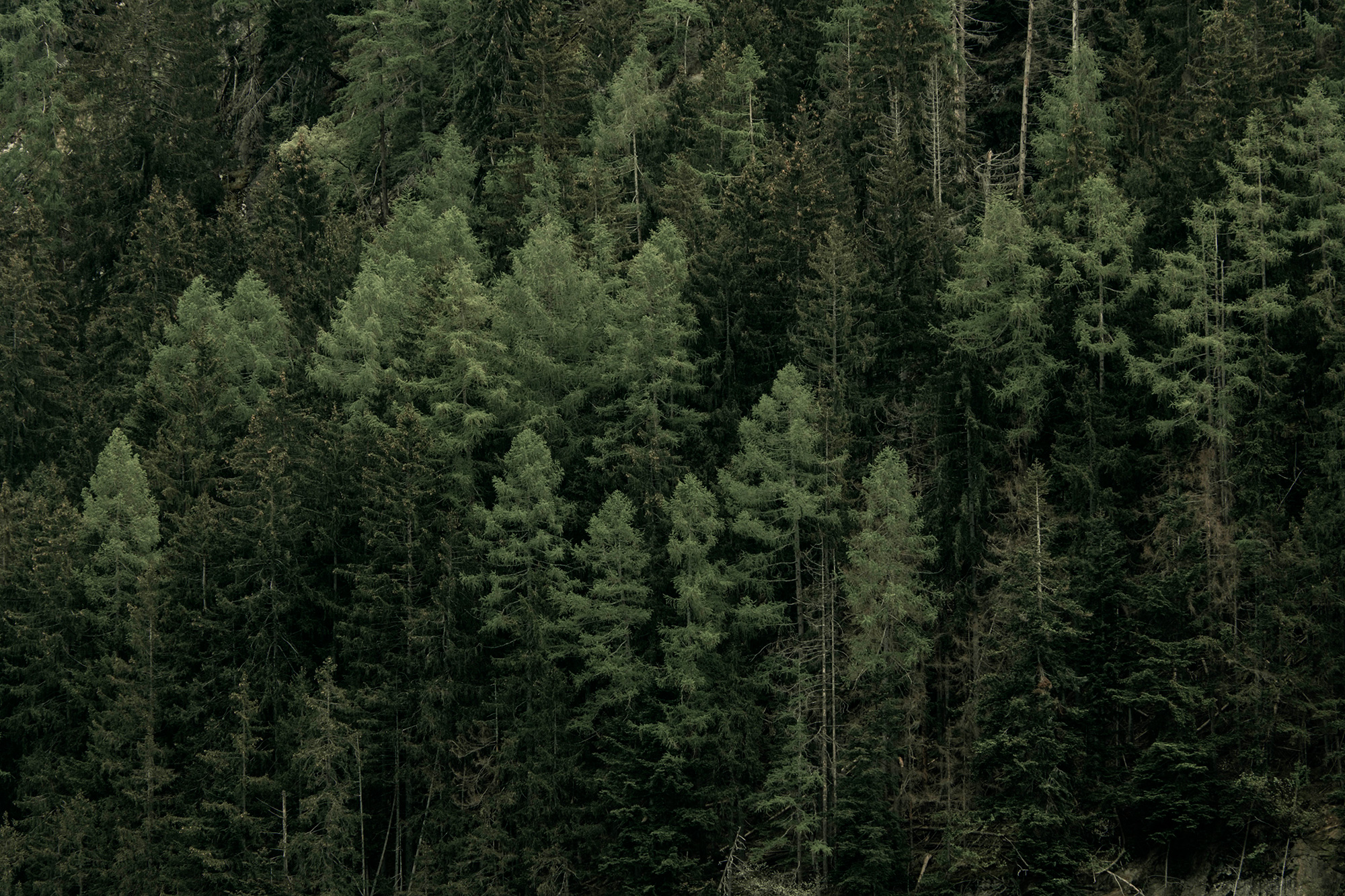 Forêt de sapins